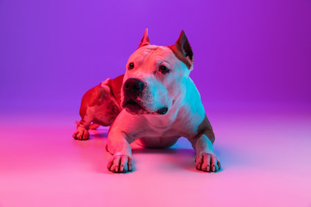 Portrait of calm dog staffordshire terrier lying on floor isolated over studio background in neon gradient pink purple light.の写真素材