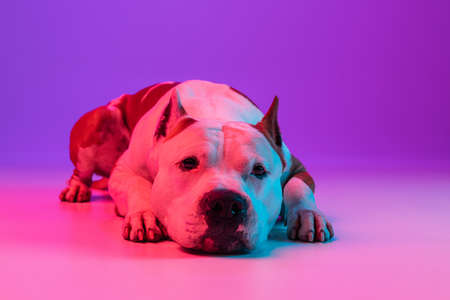 Close up calm dog staffordshire terrier lying on floor isolated over studio background in neon gradient pink purple light.の写真素材