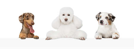 Collage of three funny dogs different breeds posing isolated over white studio background.