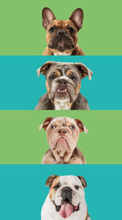 Art collage made of funny dogs different breeds on multicolored studio background.の写真素材