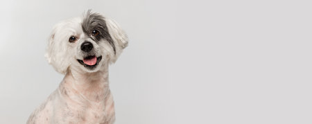 Portrait of cute little Chinese Crested Dog isolated on white studio background. Concept of beauty, domestic animal, care. Flyerの写真素材