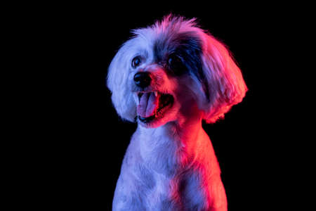 Close-up portrait of beuatiful dog isolated on black studio background in pink neon light. Concept of beauty, domestic animal.の写真素材