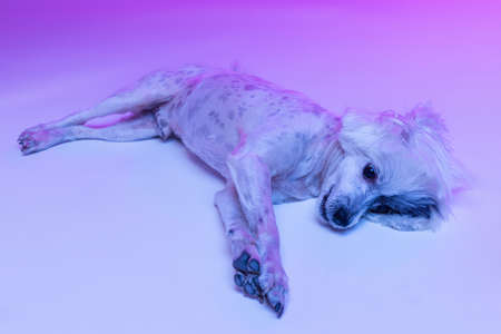 Portrait of cute little Chinese Crested Dog posing isolated on pink studio background in neon light.