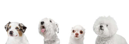 Art collage made of funny dogs different breeds posing isolated over white studio background.の写真素材