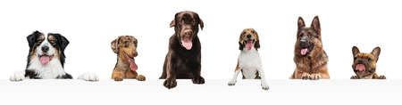 Art collage made of funny dogs different breeds posing isolated over white studio background.の写真素材