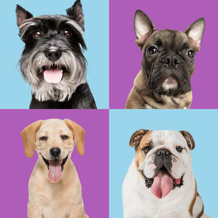 Art collage made of funny dogs different breeds on multicolored studio background.の写真素材