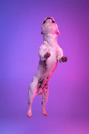 Portrait of purebred dog bulldog jumping isolated over studio background in neon gradient pink purple light.の写真素材