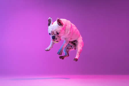 Portrait of purebred dog bulldog jumping isolated over studio background in neon gradient pink purple light.の写真素材