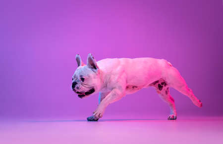 Portrait of purebred dog bulldog posing isolated over studio background in neon gradient pink purple light.の写真素材