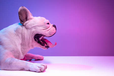 Close-up side view of beautiful purebred dog bulldog isolated over studio background in neon...