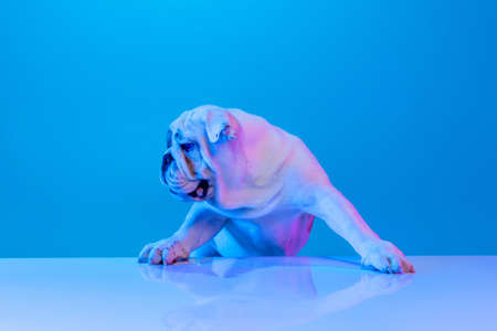 Portrait of purebred dog, english bulldog posing isolated over studio background in neon blue light. Concept of motion, action, pets love, animal life.の写真素材