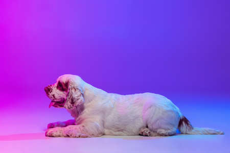 One dog white Clumber running isolated over gradient pink blue studio background in neon light...