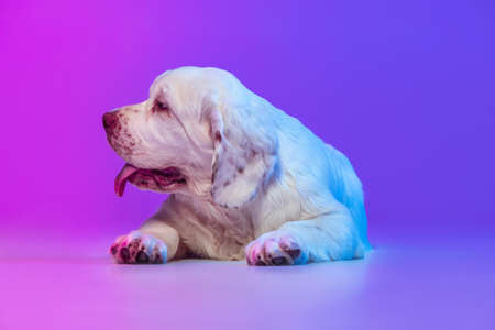 Half-length portrait of beautiful calm big dog white Clumber posing isolated over gradient pink blue studio background in neon light filter. Concept of motion, action, pets love, animal life.の写真素材