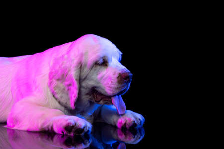 Side view. Portrait of calm big dog white Clumber looking away isolated over dark studio background in neon pink light filterの写真素材