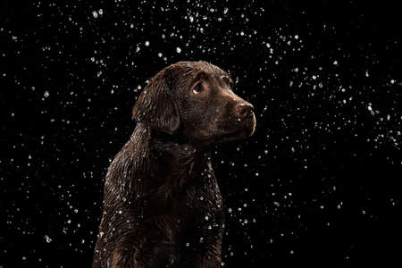Portrait of chocolate color big Labrador dog in water splashes and drops posing isolated over dark background. Beauty and graceの写真素材