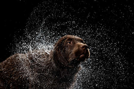 Water splashes. Portrait of chocolate color big Labrador dog playing, bathing isolated over dark background. Beauty and grace.の写真素材