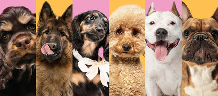 Collage made of close-up cropped portrait of funny dogs different breeds on multicolored studio...