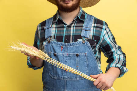 Cropped image of man, farmer with wheat isolated over yellow studio background. Concept of professional occupation, work.の写真素材