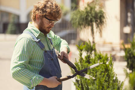 Portrait of redheaded bearded man, farmer with big garden scissors prining trees in garden, outdoors...