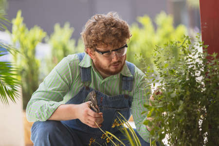 Close-up Caucasian redheaded bearded man, farmer working in garden, outdoors Concept of professional...