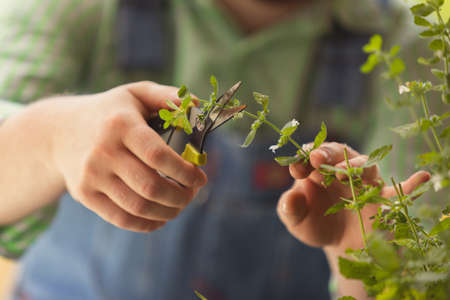 Cropped image man, farmer working in the garden, outdoors Concept of professional occupation, work,...