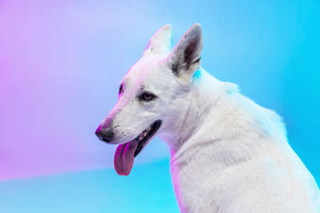 Funny big dog, White Shepherd isolated over studio background in neon gradient blue purple light...