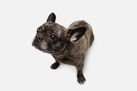 High angle view of cute puppy of French bulldog, purebred dog posing isolated over white background. Concept of pets, domestic animal, healthの写真素材