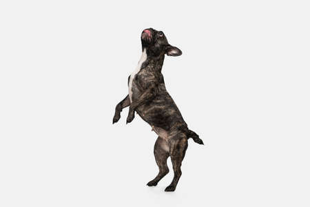 Portrait of cute puppy of French bulldog, purebred dog posing isolated over white background....