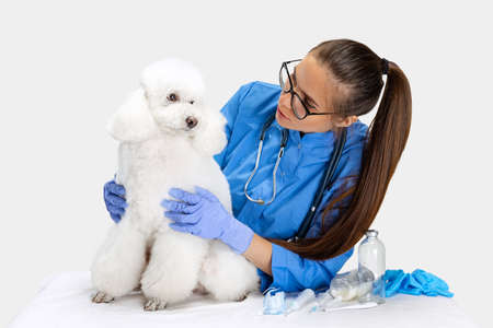 On examination by a vet doctor. Young beautiful woman, veterinary exams white poodle dog. Medicine,...