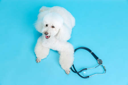 Portrait of cute beautiful white poodle dog lies among medical, vet instruments, tools isolated over blue studio background. Pet care, treatment, animal. Top viewの写真素材