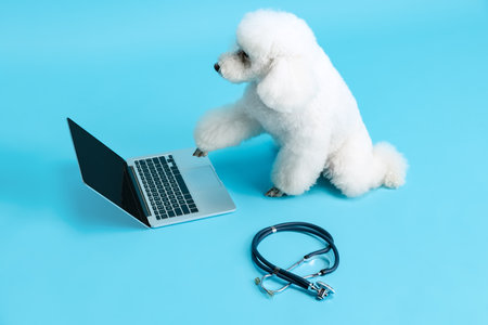 Portrait of cute beautiful white poodle dog using laptop, gadget isolated over blue studio background. Pet care, treatment, animal.の写真素材