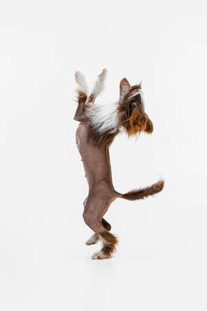 One beautiful pedigree dog, Chinese Crested Dog stands on its hind legs isolated over white studio background.の写真素材