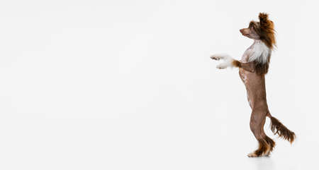 One beautiful pedigree dog, Chinese Crested Dog stands on its hind legs isolated over white studio background.の写真素材