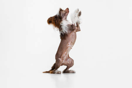 One beautiful pedigree dog, Chinese Crested Dog stands on its hind legs isolated over white studio background.の写真素材