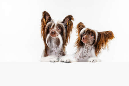 Close-up couple of amazing cute pedigree dogs, Chinese Crested Dog posing isolated over white studio background.の写真素材