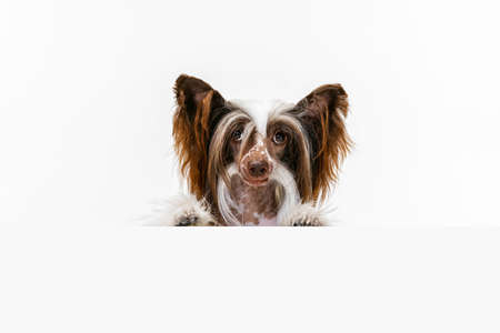 Close-up beautiful pedigree dog, Chinese Crested Dog looking at camera isolated over white studio background.の写真素材