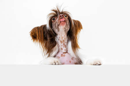 Portrait of adorable cute pedigree dog, Chinese Crested Dog posing isolated over white studio background.の写真素材