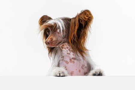 Portrait of beautiful pedigree dog, Chinese Crested Dog posing isolated over white studio background.の写真素材