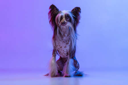 Portrait of adorable cute dog, Chinese Crested Dog looking at camera isolated over lilac color studio background in neon light.の写真素材