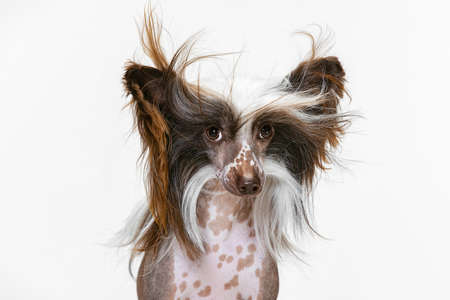 Close-up beautiful pedigree dog, Chinese Crested Dog looking at camera isolated over white studio background.の写真素材