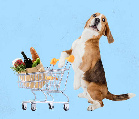 Contemporary art collage, modern creative design. Surrealism. Idea, inspiration, trend magazine style. Beagle dog going shoppingの写真素材