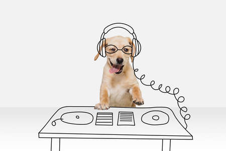 Artwork. One cute breed dog in image of disco dj isolated on white studio background with drawings. Mix photo and illustrationの写真素材