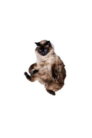 Portrait of beautiful graceful Siamese cat jumping, flying isolated on white studio background. Animal life conceptの写真素材