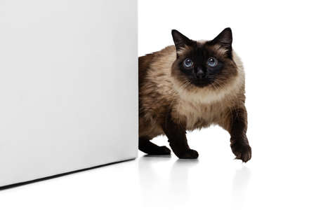 Dynamic portrait of beautiful Thai cat with blue eyes isolated on white studio background. Animal life conceptの写真素材