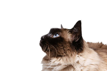 Close-up portrait of beautiful Thai cat with blue eyes isolated on white studio background. Animal life conceptの写真素材