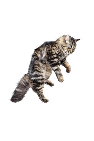 Portrait of beautiful playful Siberian Cat jumping, flying isolated on white studio background. Animal life conceptの写真素材