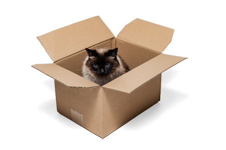 Portrait of beautiful cute Siamese cat sitting in carton box isolated on white studio background. Animal life conceptの写真素材