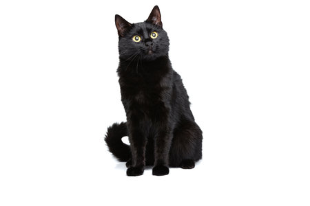 Portrait of beautiful graceful Siberian cat sitting on floor isolated on white studio background. Animal life conceptの写真素材