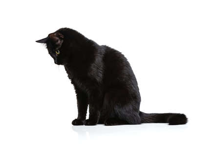 Portrait of beautiful graceful Siberian cat sitting on floor isolated on white studio background. Animal life conceptの写真素材