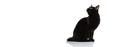 Portrait of beautiful graceful black purebred cat sitting on floor isolated on white studio background. Animal life conceptの写真素材